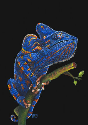 Chameleon by Andrew Duggan